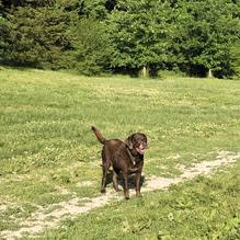 Twin Lakes Recreation Area Dog Park photo 2